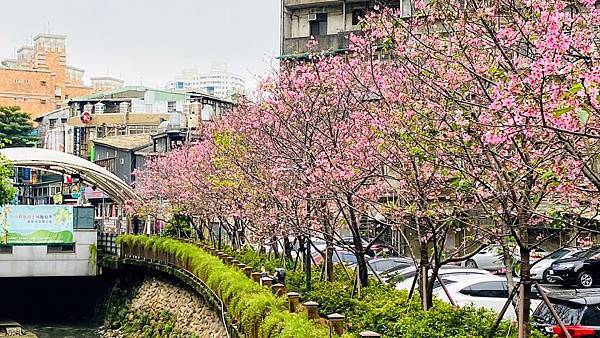 ,新北,土城,希望之河,櫻花,賞櫻,步道,捷運,公園,花季,秘境,夜景,