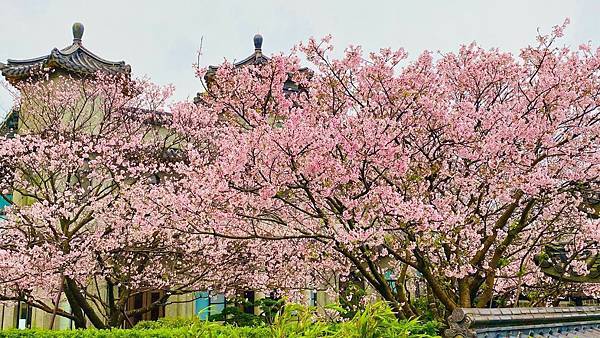 ,台北,陽明山,東方寺,櫻花,賞櫻,秘境,日式,拍照,打卡,IG,花海,花季,