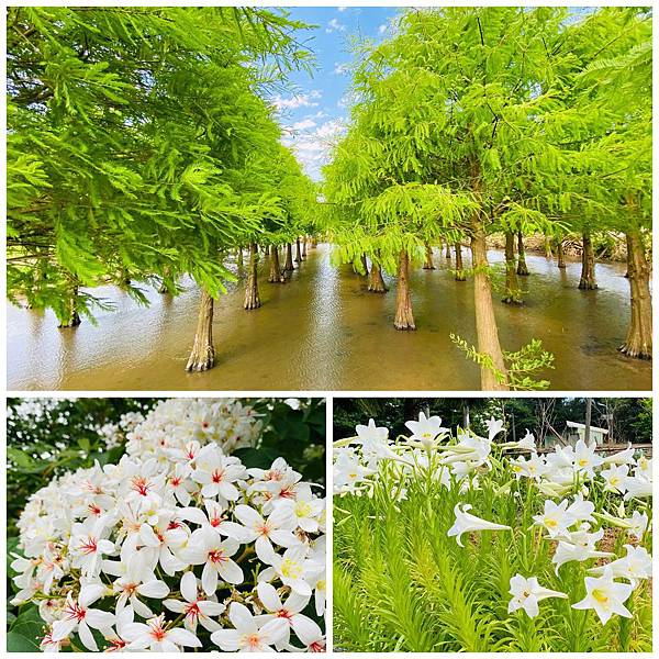 桃園蘆竹落羽松秘境,五酒桶山,双源魚菜共生農場,油桐花,野百合,水漾森林,桃園療癒步道,桃園,蘆竹,蘆竹落羽松,秘境,桐花,隱藏版,拍照,打卡,賞花,IG,季節限定
