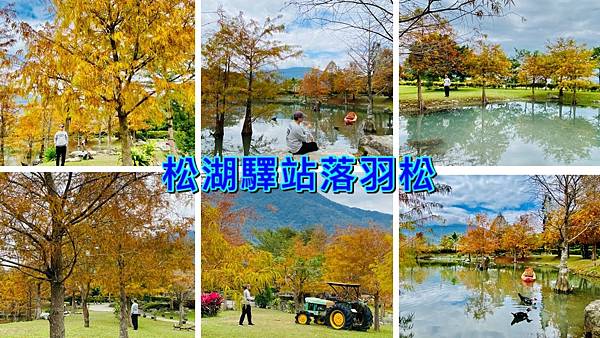 花蓮,松湖驛站,落羽松,湖光山色,景觀餐廳,自然美景,吉安鄉,吉安,打卡