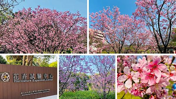 台北花卉試驗中心,陽明山,櫻花季,賞櫻盛地,文化大學,美軍宿舍群,春暖花開,台北,士林,花卉試驗中心,櫻花,賞櫻,賞花,陽明山花季,野餐