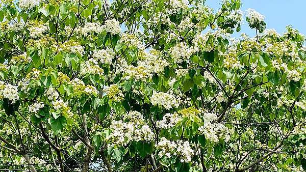 2021桃園油桐花季 龍潭賞桐秘境 桃園油桐花開了 桐花樹下浪漫野餐趣 最新花況2021 4 5 大海愛上藍天旅遊日記分享 痞客邦