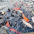 IMG_0768.jpg