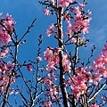 大IMG_1896.jpeg