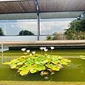 大IMG_0855.jpeg