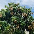大IMG_1794.jpeg
