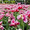 IMG_5742.jpg