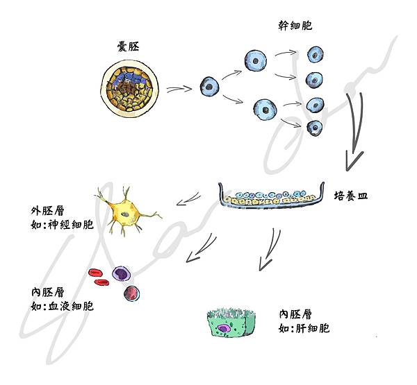 三胚層-01.jpg