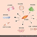 間質幹細胞分化-01.jpg