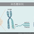 LC10  染色體排列.jpg