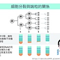 LC10 細胞分裂與端粒的關西.jpg