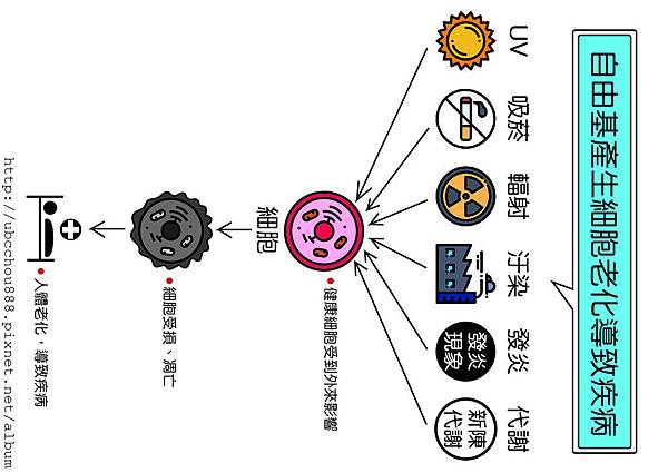 LD 4 自由基產生細胞老化導致疾病.jpg