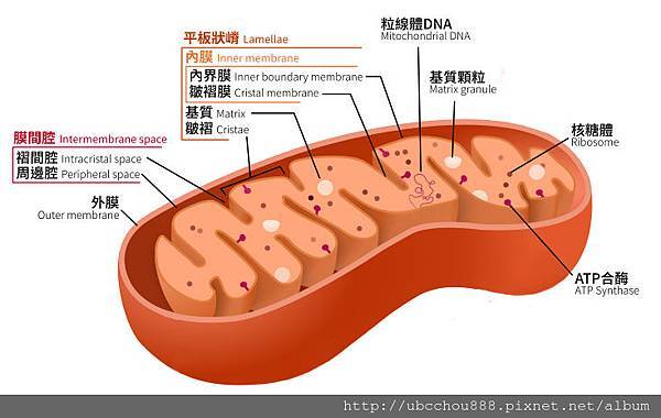 LD5 粒線體的重要性.jpg