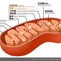 LD5 粒線體的重要性.jpg