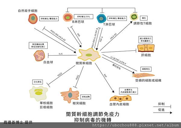 間質幹細胞調節免疫力-01.jpg