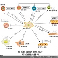 間質幹細胞調節免疫力-01.jpg