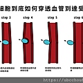 注入血管的幹細胞到底如何穿透血管到達受損的組織部位-01.jpg