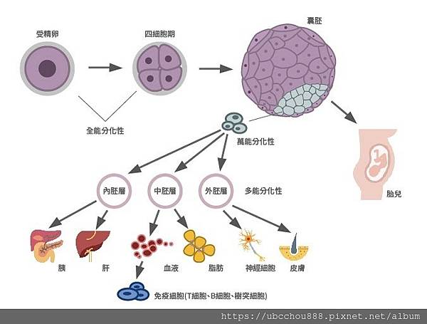 圖1-2. 幹細胞的種類.jpg