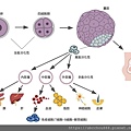 圖1-2. 幹細胞的種類.jpg