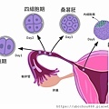 圖1-1. 著床前胚胎發育過程.jpg