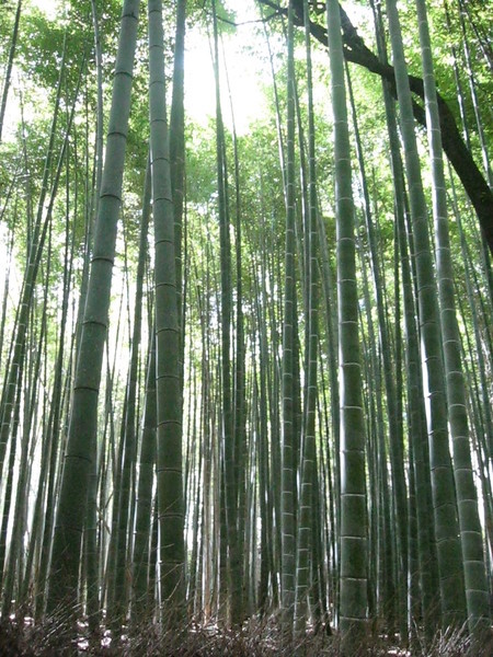 嵐山的竹林步道