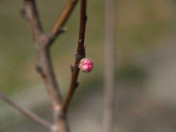 水蜜桃開花了.jpg