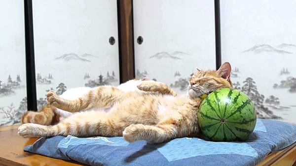 cat-sleeps-on-watermelon-pillow.jpg