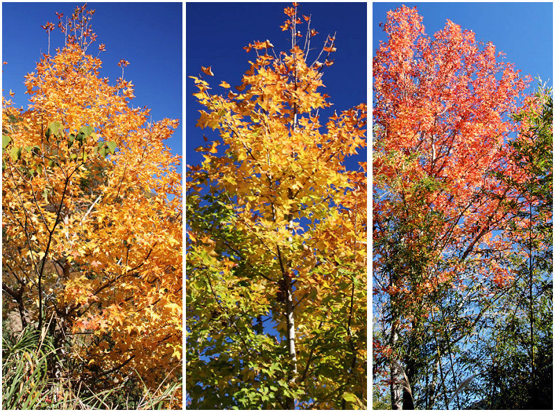楓1.jpg