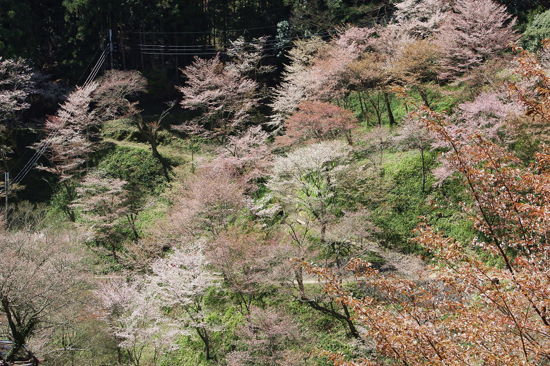 IMG_1524.jpg IMG_1524.jpg