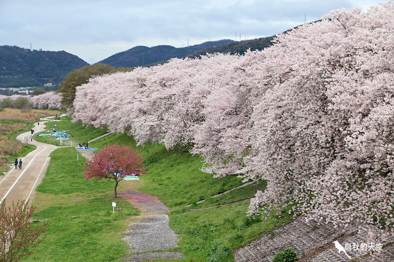 IMG_6490.jpg IMG_6490.jpg