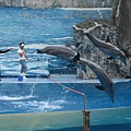 66.賽瑞福海洋世界-飛越海豚