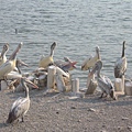 69.賽瑞福野生動物園