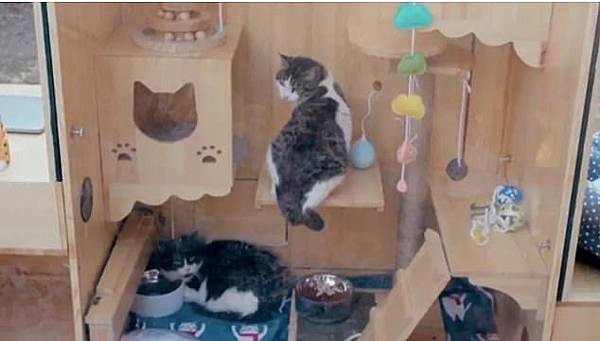 雪中送炭!感謝AI人工智慧,讓流浪貓在冷冷的冬天也有地方溫飽! 雪中送炭!感謝AI人工智慧,讓流浪貓在冷冷的冬天也有地方溫飽!