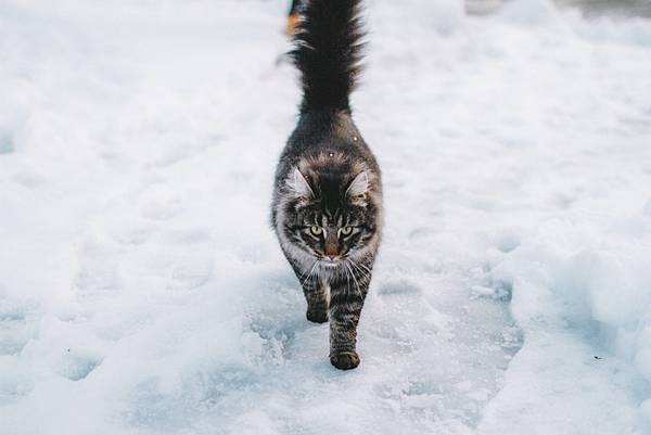 winter-cat.jpg winter-cat.jpg