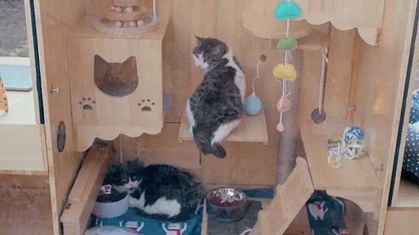 ai-cat-shelter-image.jpg ai-cat-shelter-image.jpg