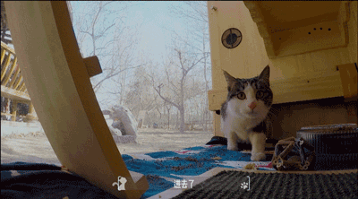 cat-detector-scan.gif cat-detector-scan.gif