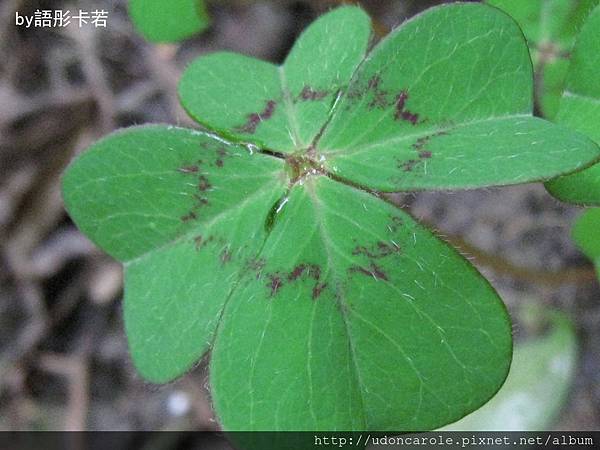 花園裡幸運草特寫有毛絨絨.jpg