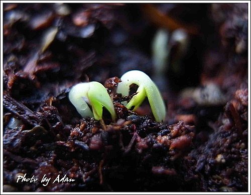 茼蒿。種得快樂和滿足3.jpg