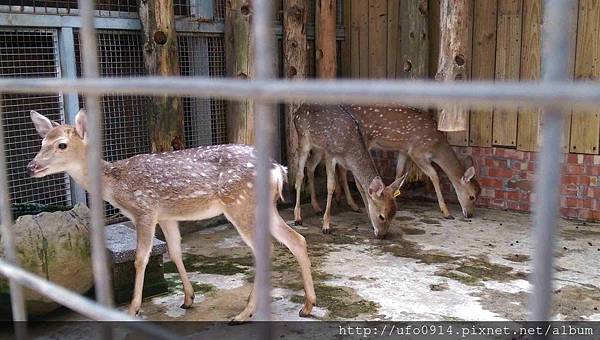 1051031咚咚在小港淨園休閒農場 (14)_3