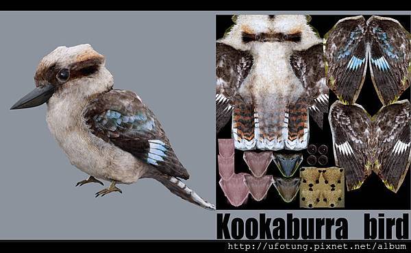 bird-Kookaburra01 