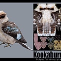 bird-Kookaburra01 