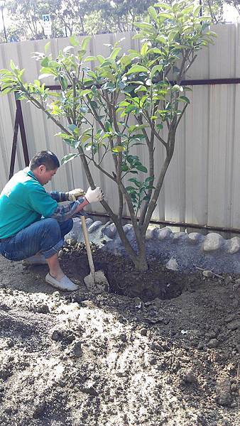 1020113蘆竹光明路庭園工程-5喬木定位種植