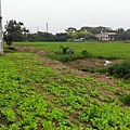 1030805桃園新屋3號咖啡館-水池景觀工程2-施工中5.jpg