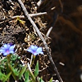 20130526合歡山北峰、西峰 0085.jpg