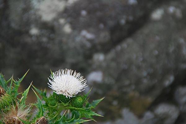 20140223藍色地平線、九棚山縱走鼻頭山【台南南青】 0127.jpg