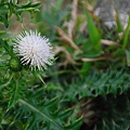 20140223藍色地平線、九棚山縱走鼻頭山【台南南青】 0128.jpg