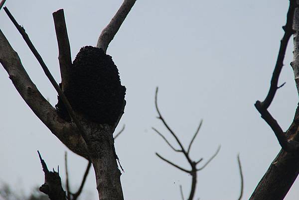 20140223藍色地平線、九棚山縱走鼻頭山【台南南青】 0153.jpg