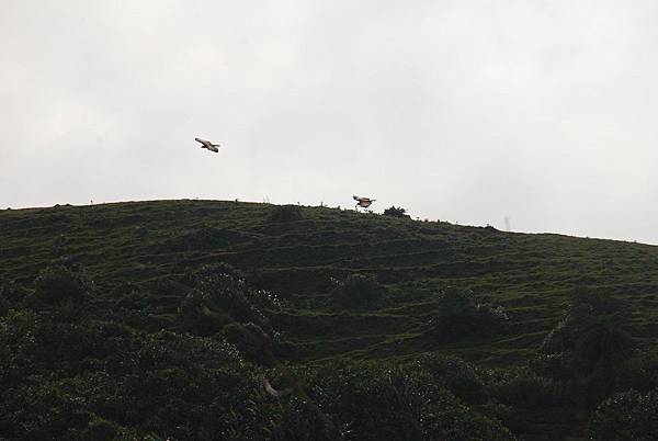 20140223藍色地平線、九棚山縱走鼻頭山【台南南青】 0154.jpg