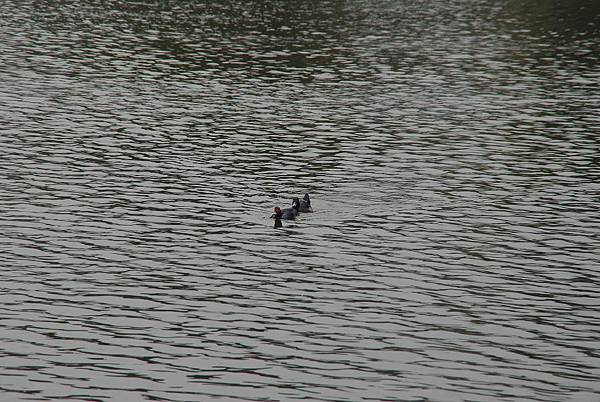 20140228鳳山文化心靈之旅【台南市牙醫師公會】 0068.jpg