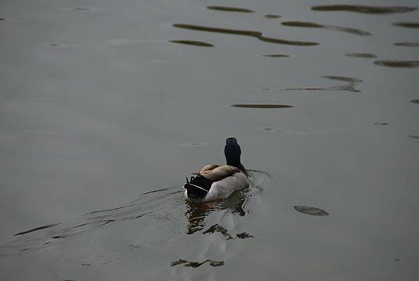 20140228鳳山文化心靈之旅【台南市牙醫師公會】 0074.jpg